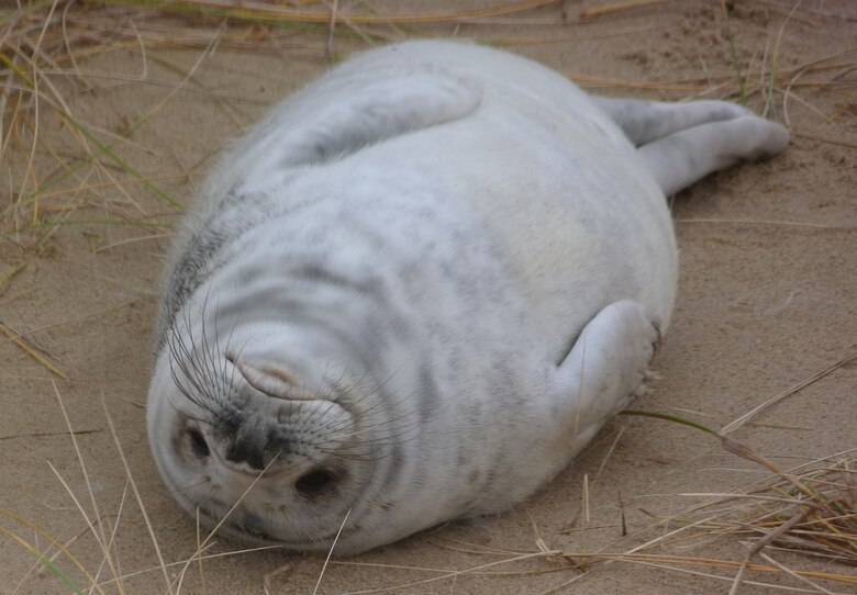 A seal pup lounges on the beach Jan. 4, 2013, at Horsey Gap, Norfolk. During December and January, colonies of grey seals head to the beach at Horsey Gap. Hundreds of baby seals have been born along the Norfolk coast at Horsey since November, as grey seals head there to give birth between late November and January. Though seal pups look cute and cuddly, getting too close can be very dangerous and also endangers the pups. (Courtesy photo by Karen Abeyasekere)