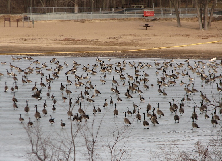 The movement of water from flocks of waterfowl can prevent ice from freezing completely. 