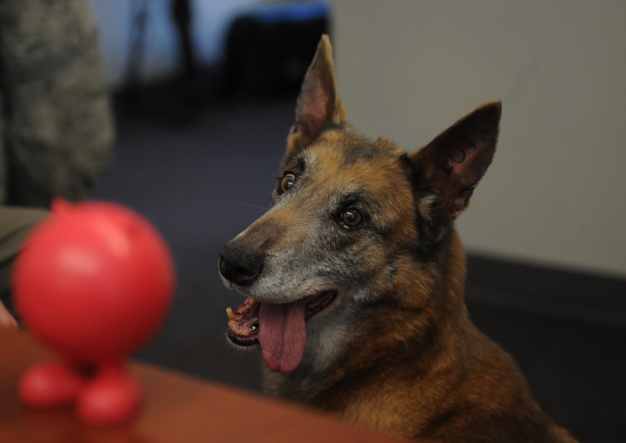 Tanja, 366th Security Forces Squadron military working dog, stares at her toy while awaiting the command to get it Jan. 18, 2013, at Mountain Home Air Force Base, Idaho. Tanja was retired after more than 12 years of service and 6 deployments. (U.S. Air Force photo/Senior Airman Benjamin Sutton)