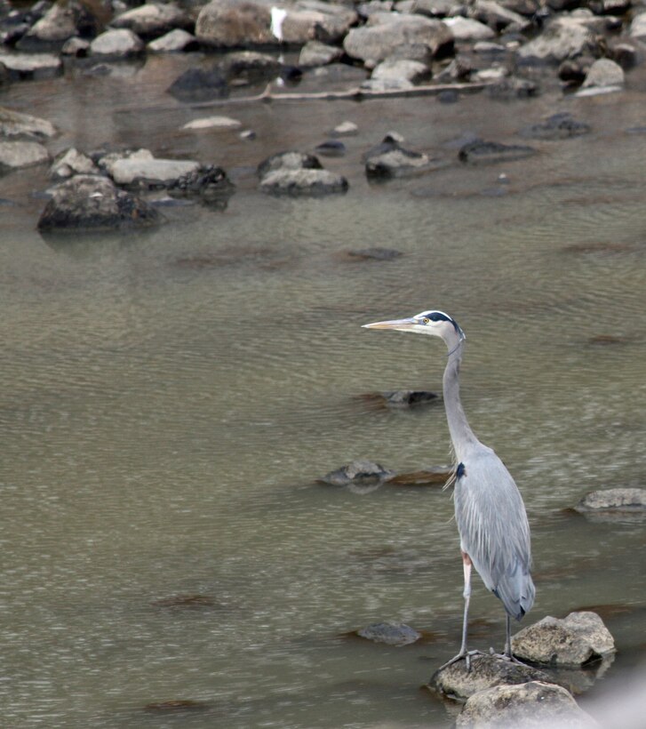 The Great Blue Heron can often be seen along the edge of the shoreline or river bank.  Photo taken by:  Bobby J. Rice 