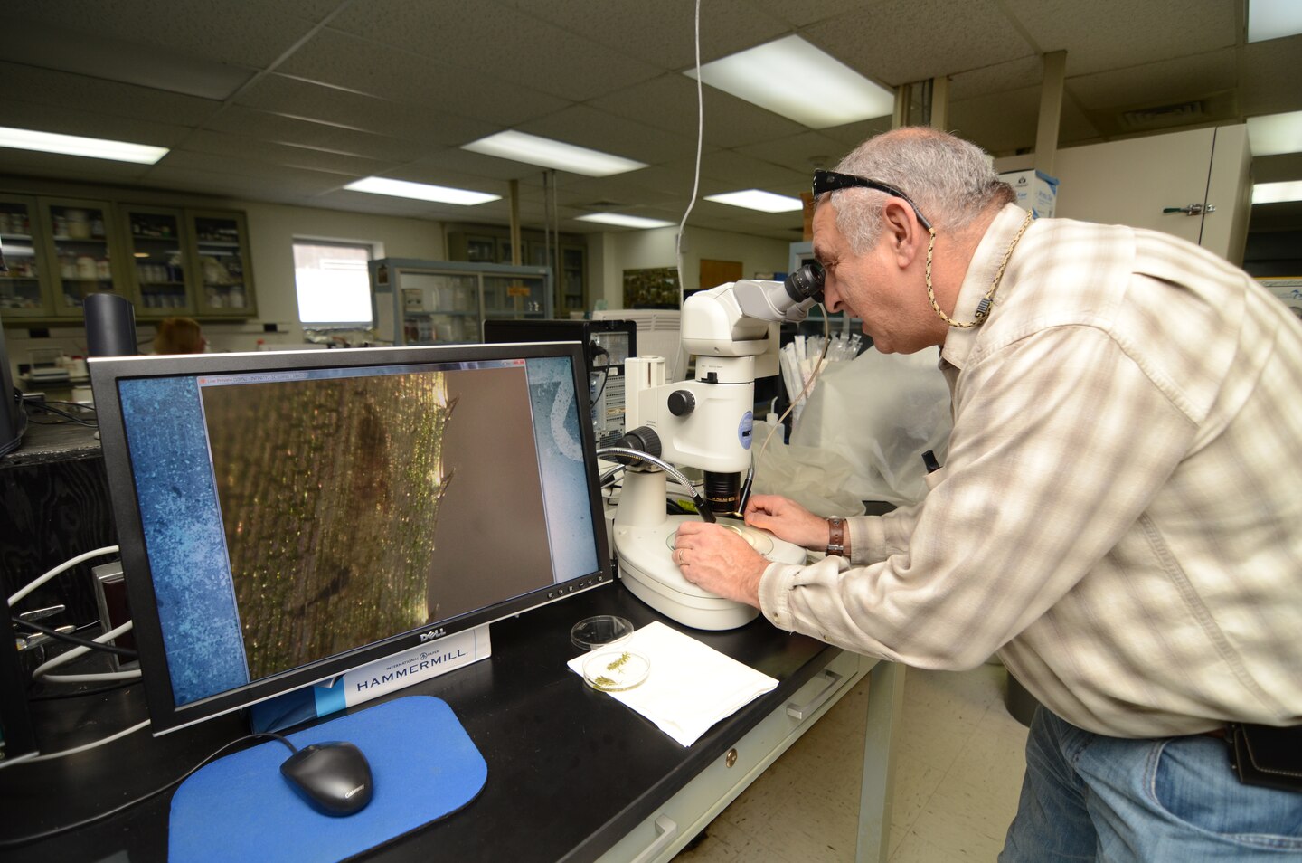 Researchers at EL examine invasive species.