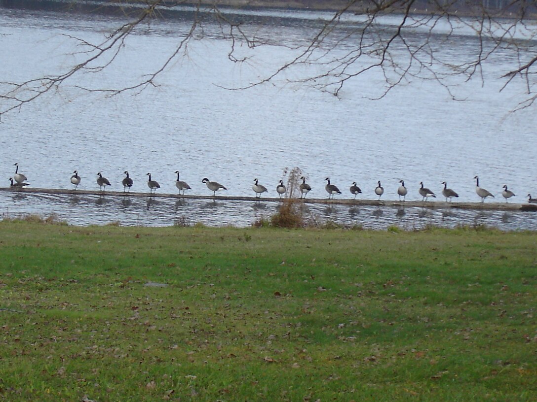 Canadian geese at Cowanesque Lake