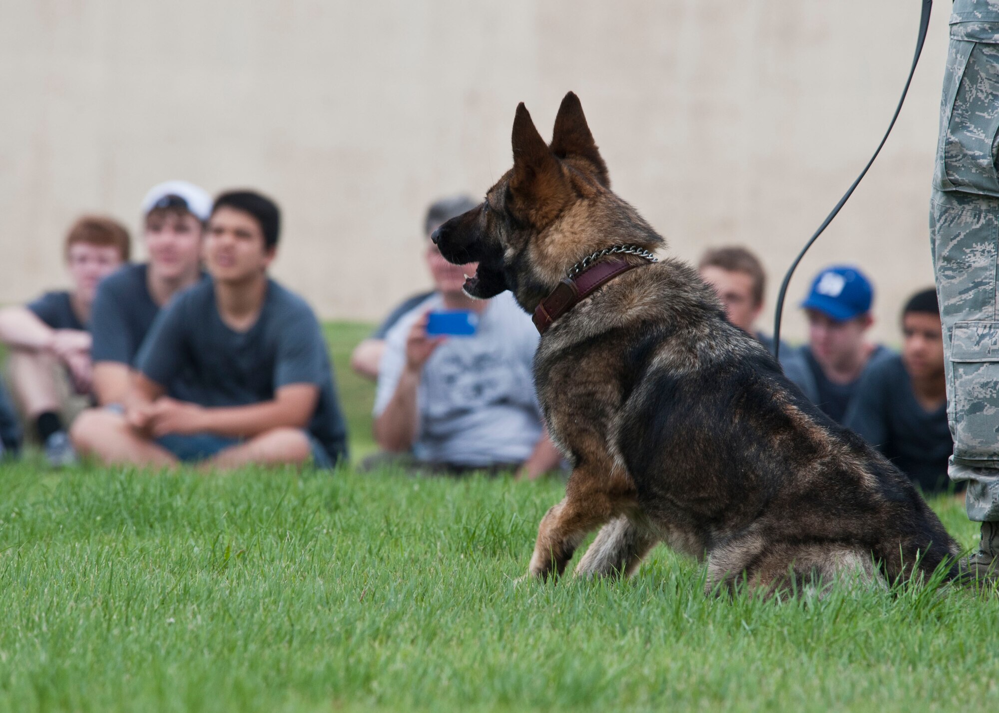 YOKOTA AIR BASE, Japan – A military working dog keeps its eyes on the target at Yokota Air Base, Japan, June 18, 2013.  Boy Scouts visiting Yokota had their chance to see the MWD demonstration and ask questions about the K-9 and military police career field. (U.S. Air Force photo by Airman 1st Class Soo C. Kim)