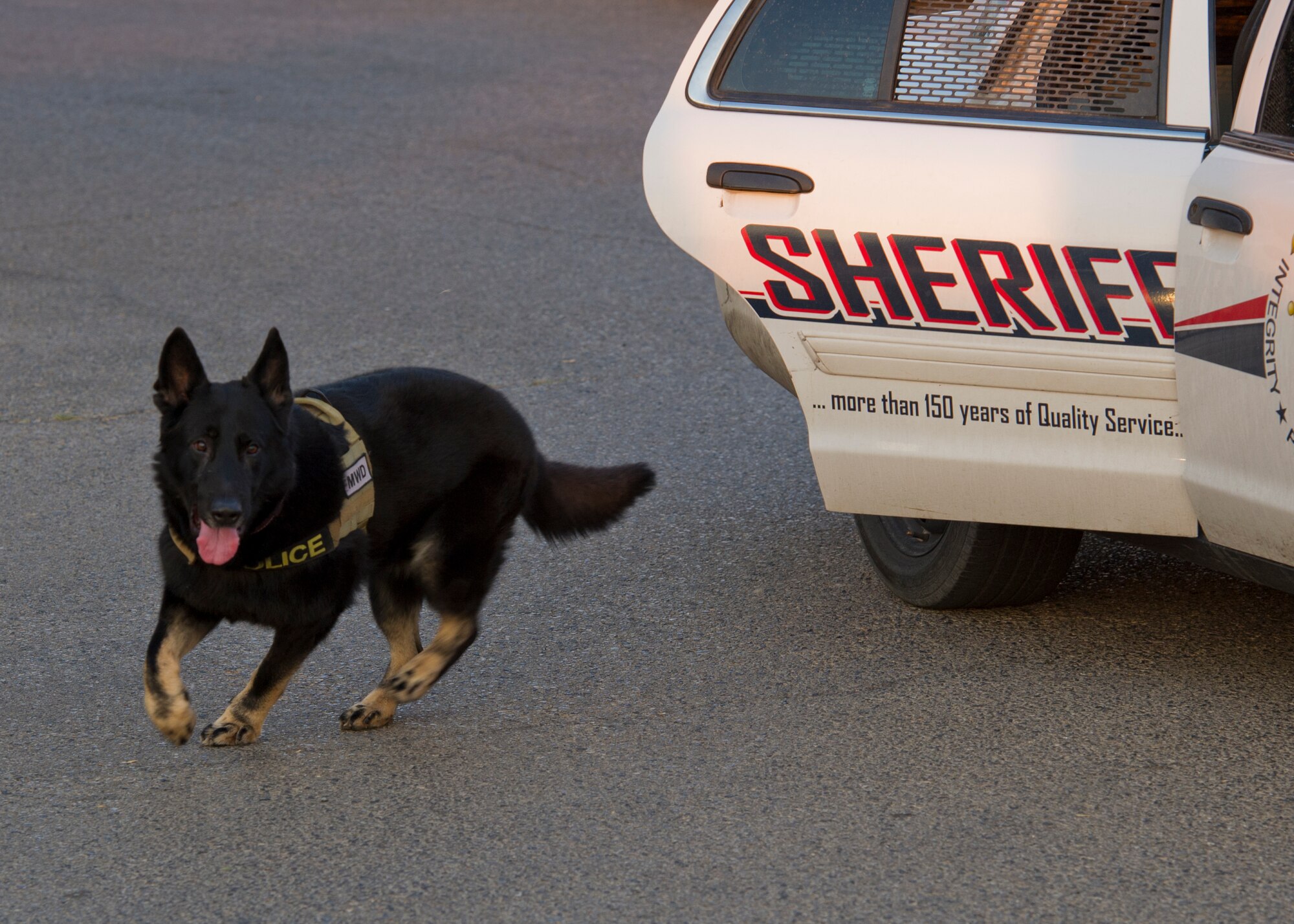 Military Working Dog Luxi, exits the sheriff’s cruiser during vehicle pursuit training at Oñate High School, Las Cruces, N.M., June 19. During vehicle pursuit training, the officer pulls up on a fleeing suspect and remotely opens the rear cruiser door allowing the dog to pursue and detain the suspect. The Doña Ana County Sheriff’s Department teams up with the K9 handlers from Holloman Air Force Base once per month to conduct additional training for both the MWDs and their handlers. (U.S. Air Force photo by Airman 1st Class Aaron Montoya/Released)