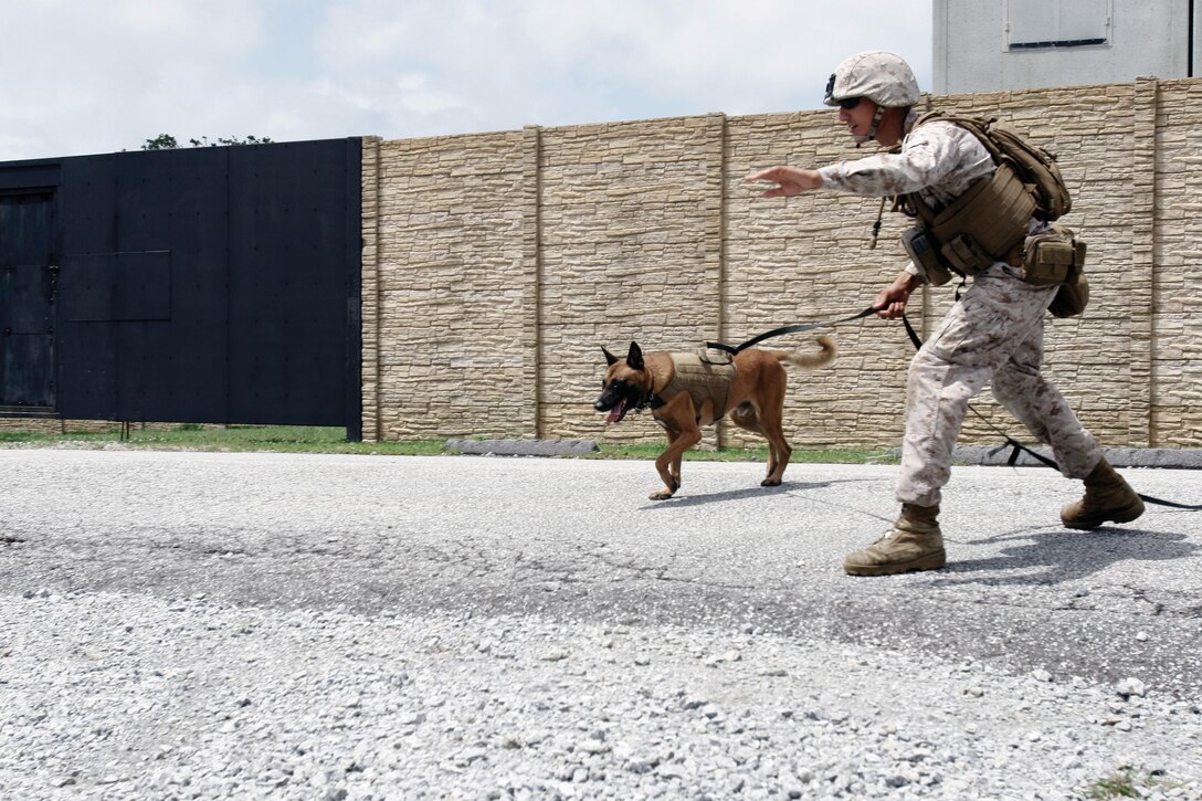 Lance Cpl. Samuel V. Enriquez directs military working dog Dasty to search part of a road June 20 at the Central Training Area near Camp Hansen. The training allowed the team to practice search techniques it would use during a patrol. Enriquez is a military working dog handler, and Dasty is a military working dog. Both are with 3rd Law Enforcement Battalion, III Marine Expeditionary Force Headquarters Group, III MEF. 