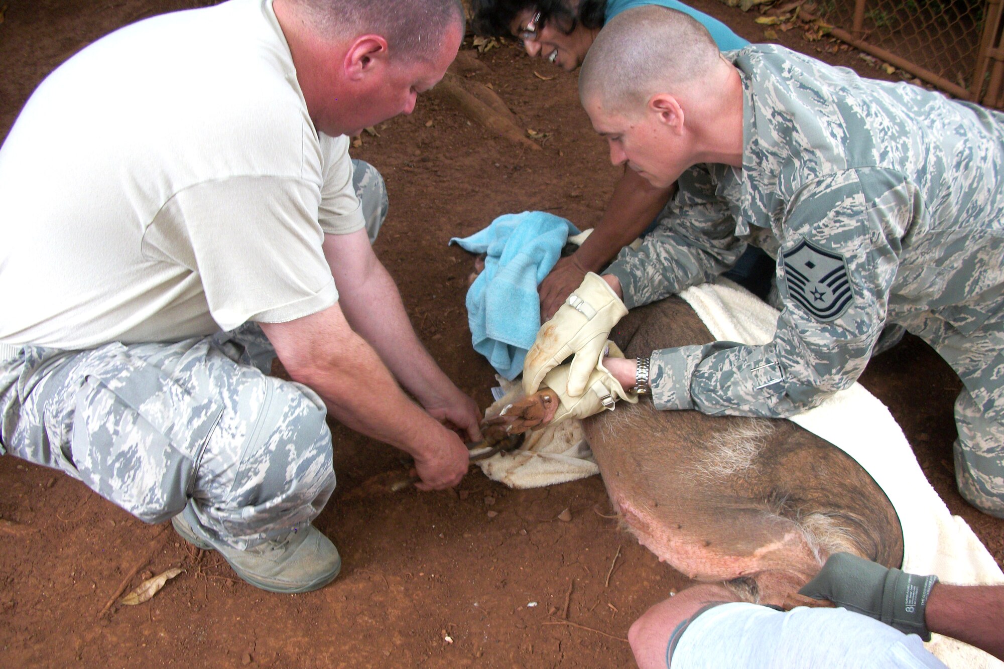 LANAI, Hawaii - Lt. Col. Jay Fuller, a bioenvironmental engineer fromt the 176 Medical Group and civilian verterinarian, and Master Sgt. Ryan Voigt, the first sergeant and bioenvioronmental technician from the 176 Medical Group, clip a local woman's pig's toenails here June 11, 2013, as part of basic veterinary care. Forty-five Alaska military personnel from Air and Army National Guard and active-duty Air Force set up and ran medical clinics for medically-underserved Hawaiians on the islands of Lanai and Maui as part of an Innovative Readiness Training project June 4 to 12. The group joined about 500 other military personnel from multiple components of the Air Force, Army and Navy on four Hawaiian Islands at six sites as a joint training mission called TROPIC CARE 2013 – the largest IRT mission since the program began.