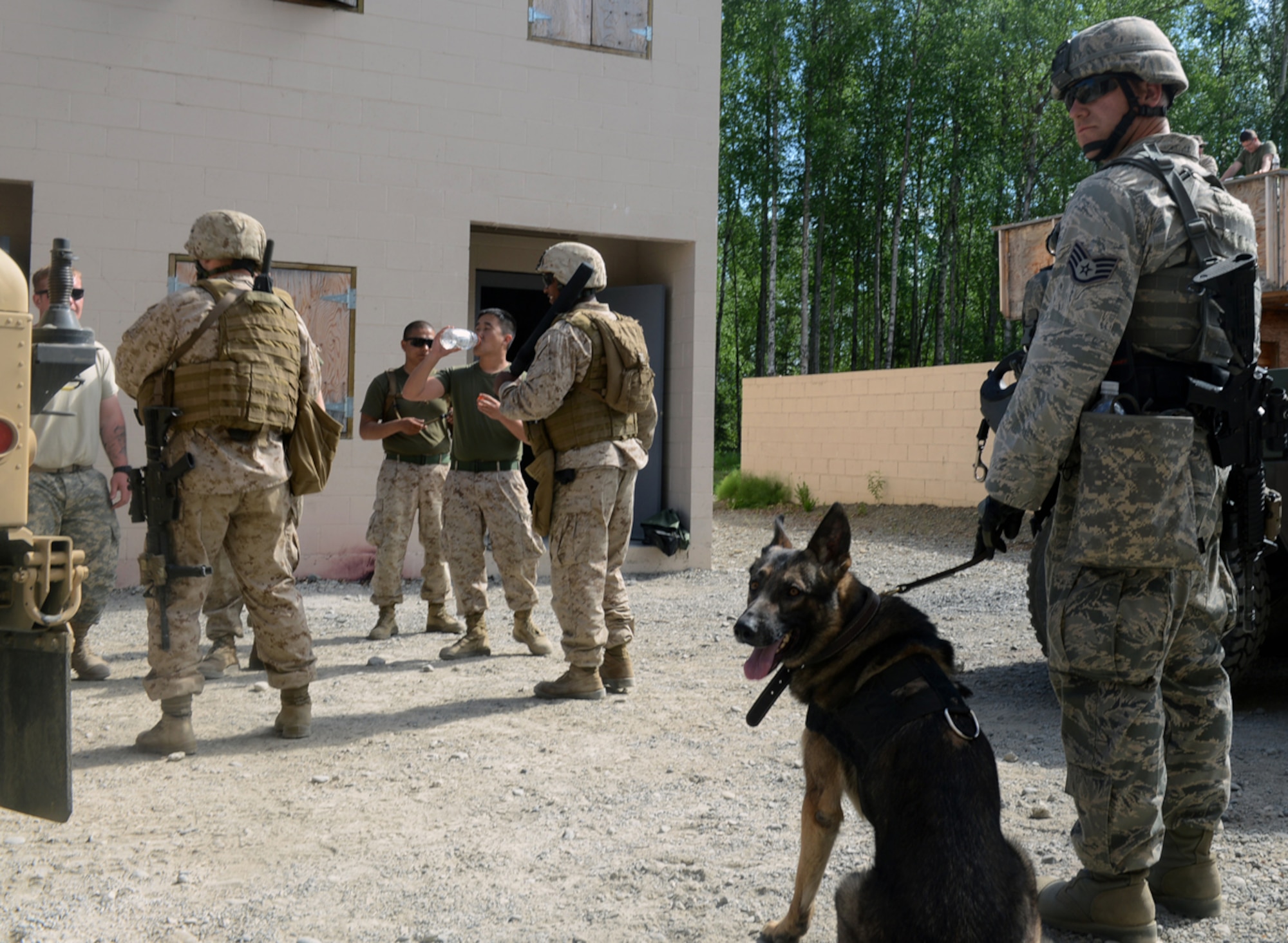 JOINT BASE ELMENDORF-RICHARDSON, Alaska --Air Force Staff Sgt. Gregory Maata, 673d Security Forces Squadron military dog handler and Military Working Dog Sandor observe Marine service members during the Marine military police training at the Baumeister training ground June 24. The training was done to prepare them for their migration into the military police field. The training spanned 14 days and reviewed concepts such as rules of engagement and use of force when in a foreign field. (U.S. Air Force photo/Airman 1st Class Ty-Rico Lea)