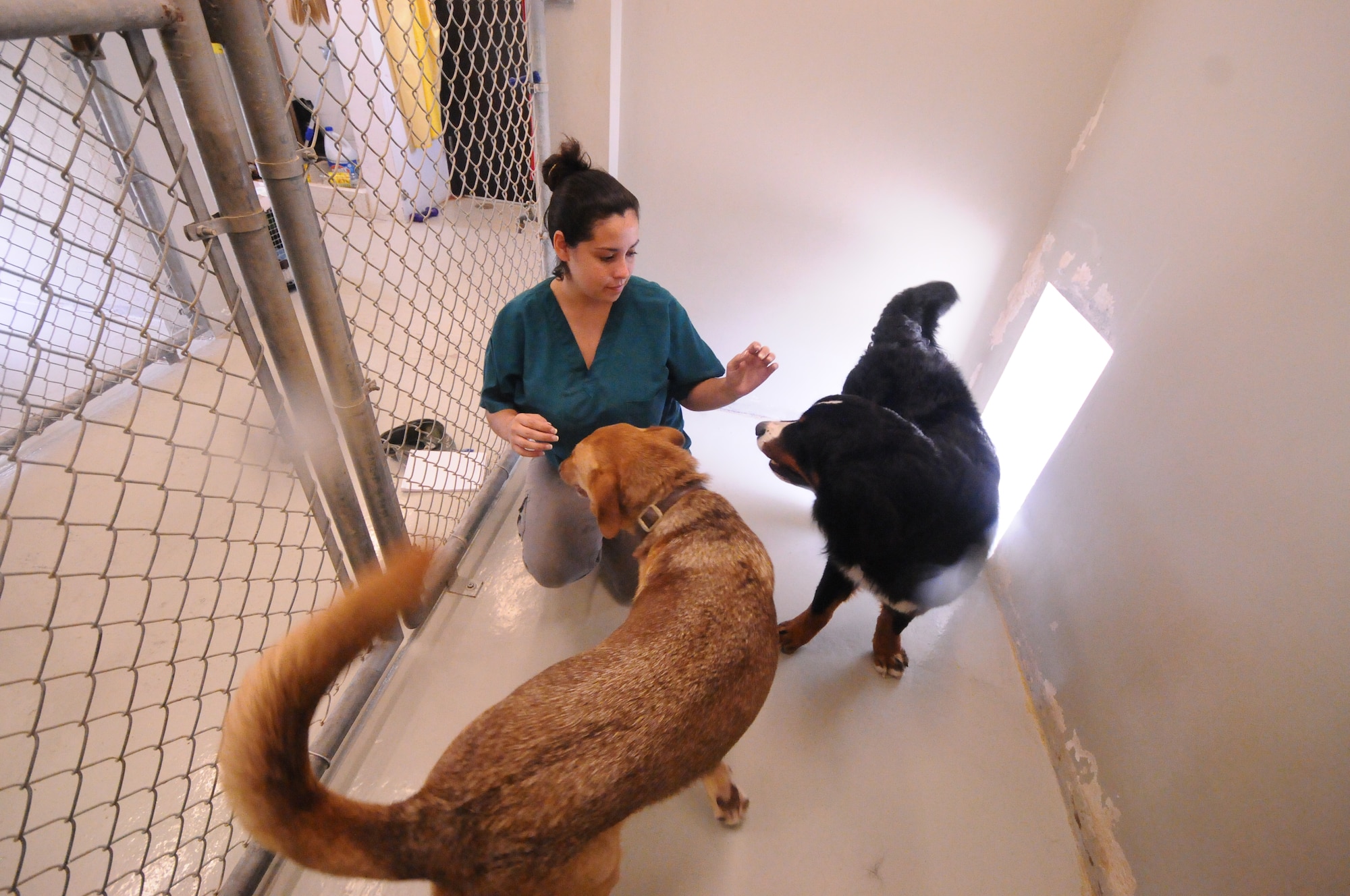 Lynn Cubilla, 36th Force Support Squadron animal caretaker, plays with Gunner and Jameson July 2, 2013, at the 36th Force Support Squadron Pet Lodging/Quarantine Facility on Andersen Air Force Base, Guam. Dogs who stay at the facility are taken for walks once per day and are given time to play outside. (U.S. Air Force photo by Airman 1st Class Emily A. Bradley/Released)