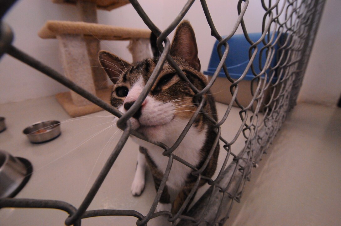 Zeek rubs his face against the fence on July 2, 2013, at the 36th Force Support Squadron Pet Lodging/Quarantine Facility on Andersen Air Force Base, Guam. Pets can stay at the facility as long as they need to until the Guam quarantine process is completed. (U.S. Air Force photo by Airman 1st Class Emily A. Bradley/Released)