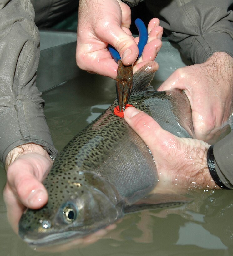 Fisheries biologists from the Pacific States Marines Commission tag a female coho salmon at the Don Clausen Warm Springs Hatchery. The Russian River was once home to tens of thousands of coho, steelhead and chinook salmon. By 2001, coho salmon were brought to the brink of extinction and federal, state and local government agencies, along with non-profit groups started the Russian River Coho Salmon Broodstock Program. Watch the video to see how the program is bringing Coho Salmon in the Russian River Watershed back from the brink. (U.S. Army photo by Brandon Beach/Released)
