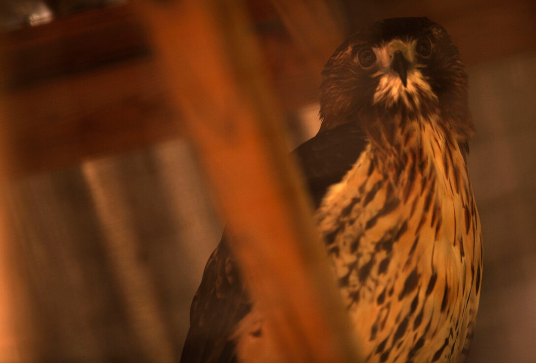 Akua, a 25-year-old red-tailed hawk, looks out from her cage at Possumwood Acres at Hubert, N.C. recently. Akua was a master falconer’s bird before her owner passed away.  