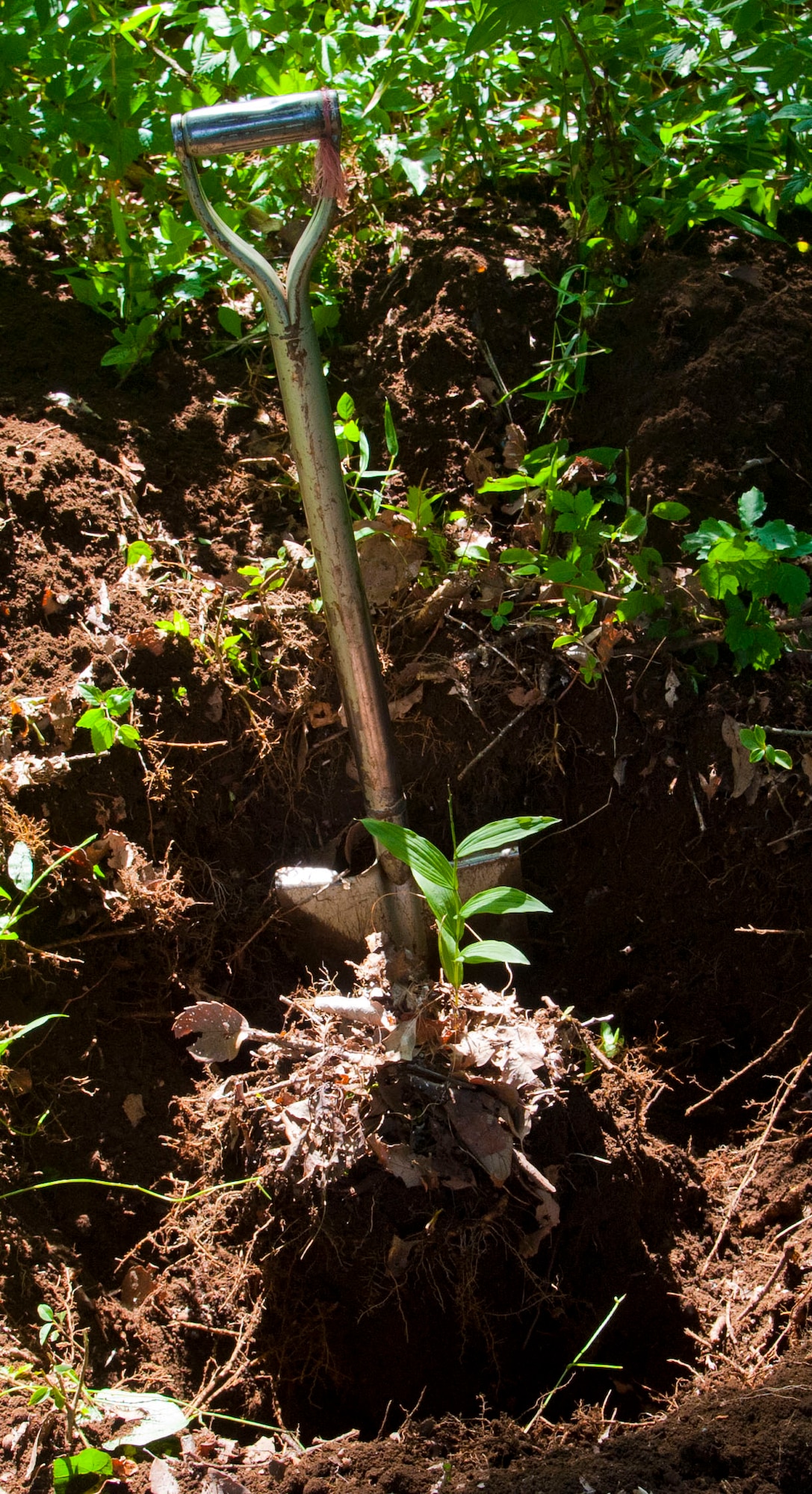 FUSSA, Japan – A shovel is used to carefully unearth a Golden Orchid near Yokota Air Base, Japan, July 2, 2013.  The Golden Orchids were recently relocated to Tama Hills to preserve them due to their need for shade.  (U.S. Air Force photo by Airman 1st Class Soo C. Kim)