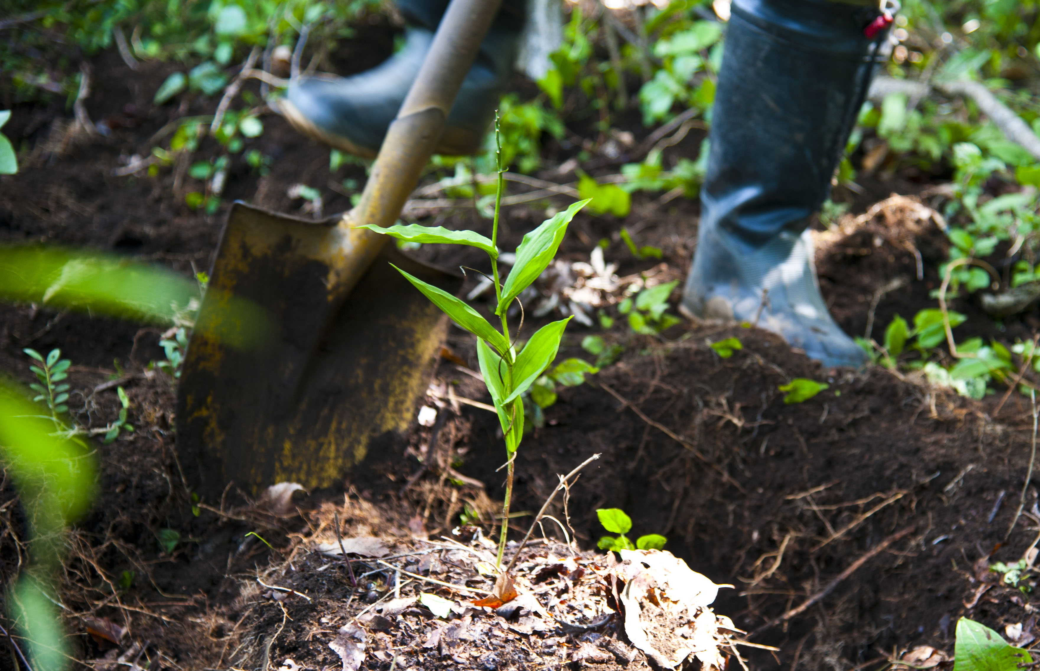 Orchids find new home in Tama Hills > Yokota Air Base > Article ...