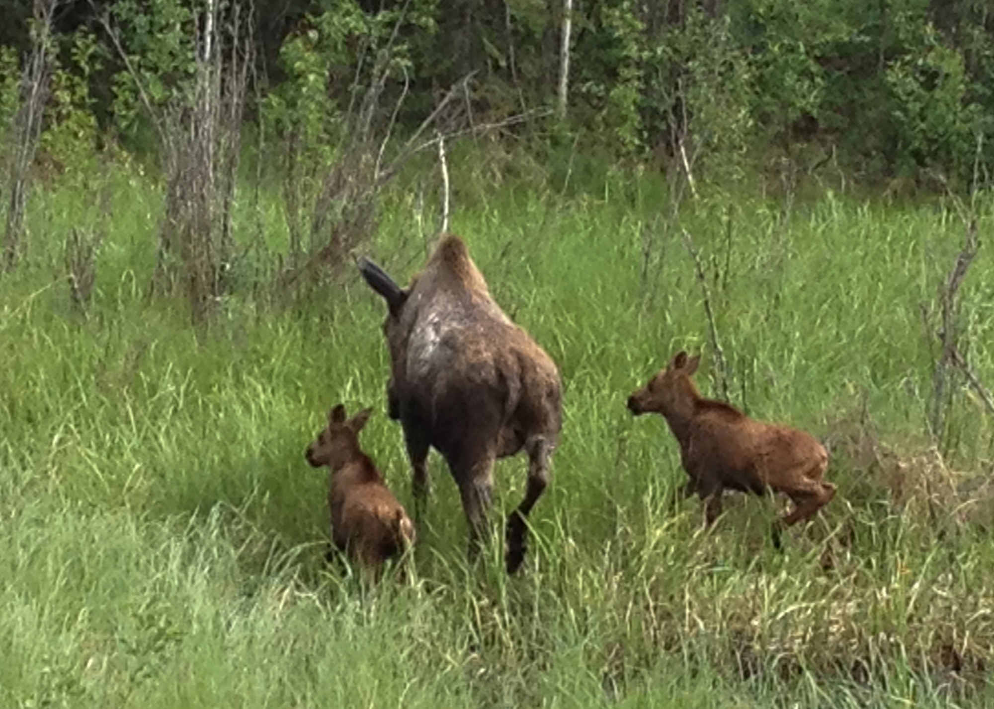 A female moose and her two calves run away as a vehicle approaches at Eielson Air Force Base, Alaska. Wildlife can be interesting to look at; however can be very dangerous when approached. Natural resources advisors say to keep a safe distance. (U.S. Air Force photo by Senior Airman Shawn Nickel/Released)
