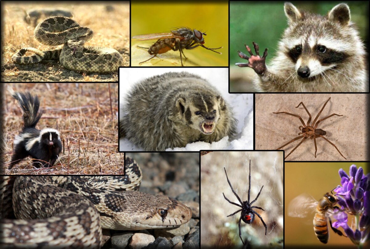 Identifying local pests, controlling critters > Cannon Air Force Base ...