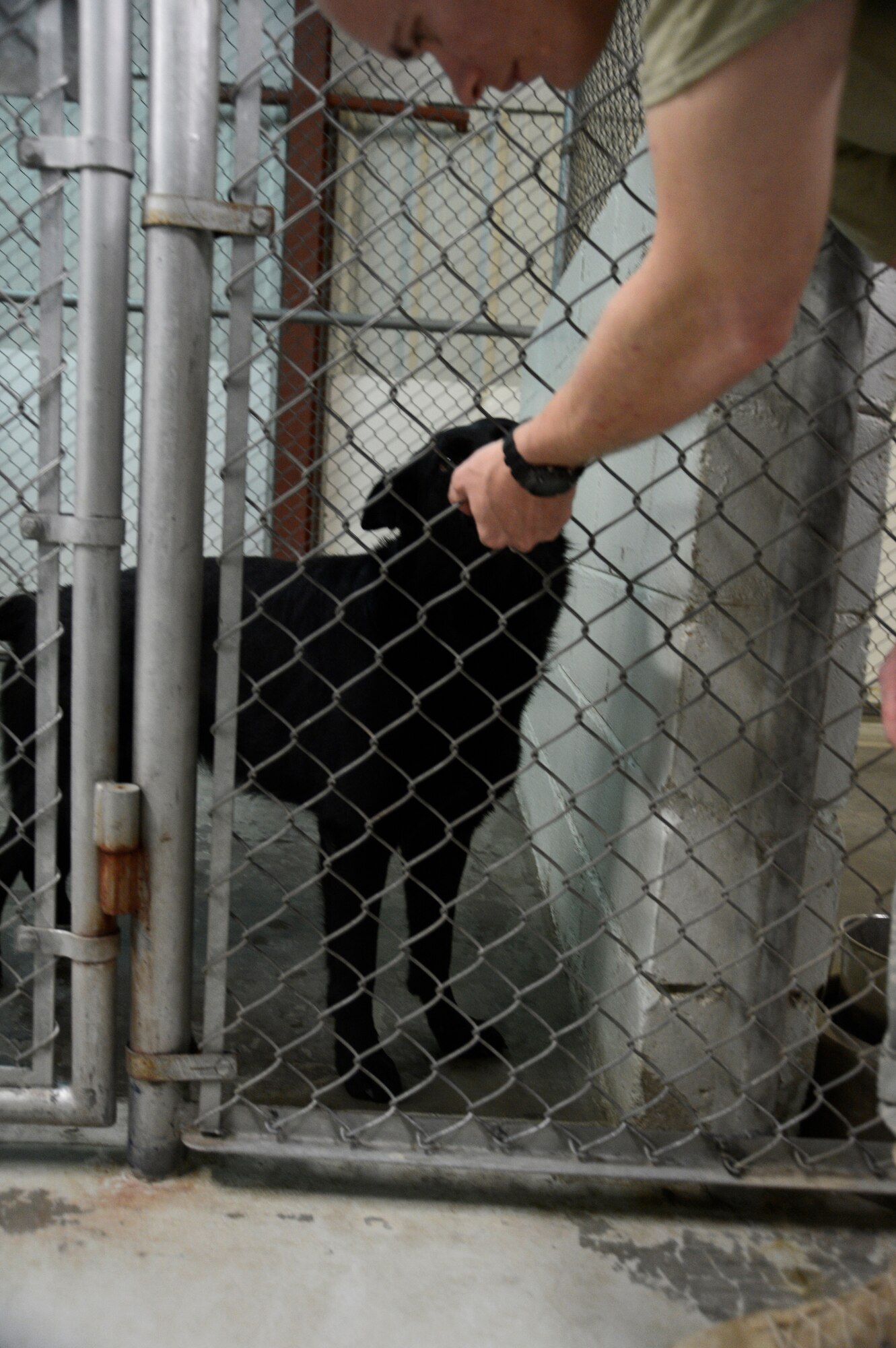 Tech. Sgt. Thomas Myers, 386th Expeditionary Security Forces Squadron kennel master, checks on Stella, 386th ESFS military working dog here, July 2. Myers checks on all the MWDs periodically each day to ensure they are well maintained and ready for duty. The MWD handlers provide comfort, food, water, exercise and anything a MWD might need to keep them in tip-top shape.  Sgt. Myers is from Tinker Air Force Base, Okla., and Stella is from Yokota Air Base, Japan.  (U.S. Air Force photo by Master Sgt. Christopher A. Campbell)