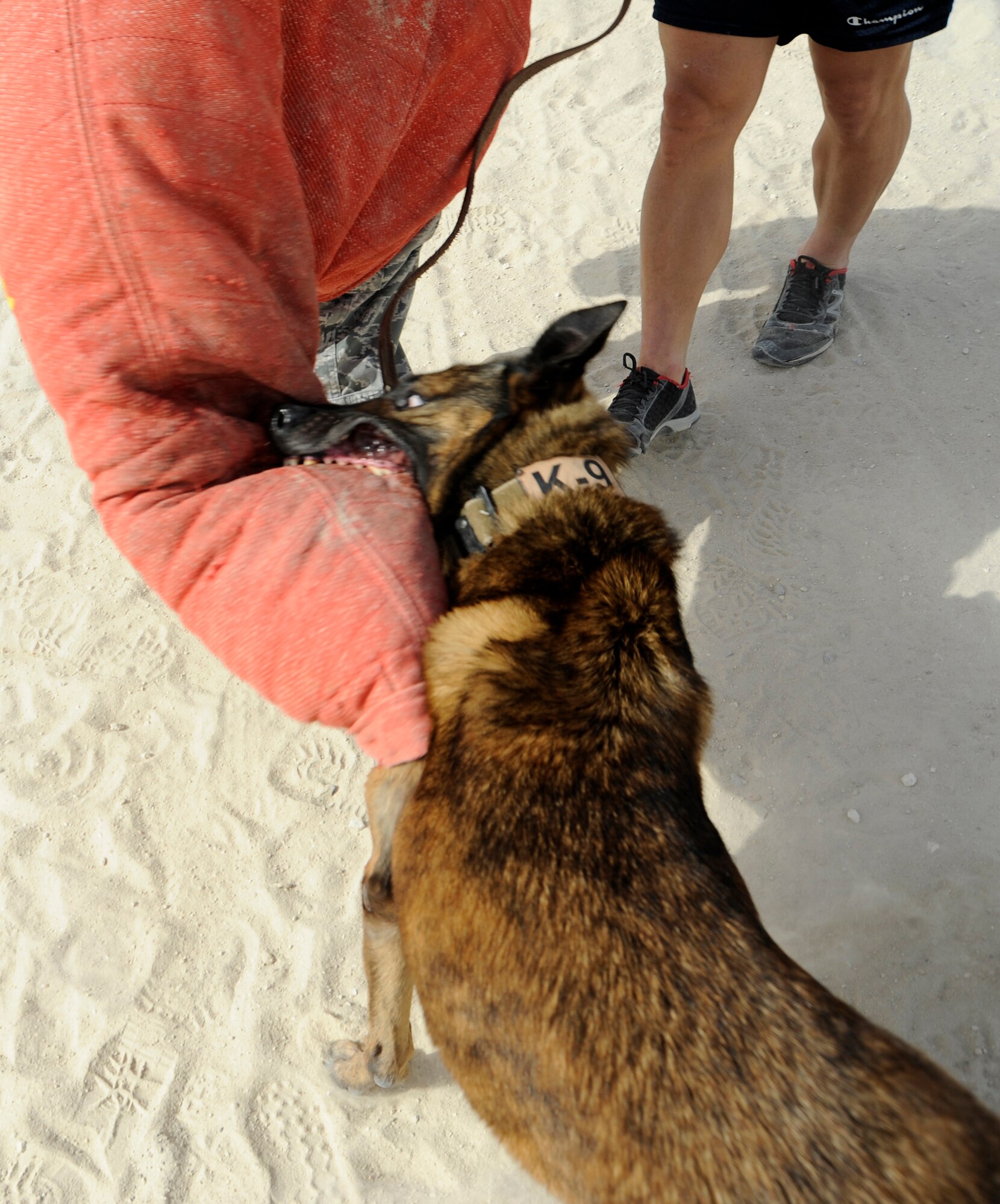Digi, 386th Expeditionary Security Forces Squadron military working dog, takes a bite of a simulated suspect during training here, July 2. MWDs spend several hours each week training on different scenarios to ensure they are in perfect shape to handle any situation that might arise on the base. Digi is deployed from Joint Base Andrews, Maryland. (U.S. Air Force photo by Master Sgt. Christopher A. Campbell)