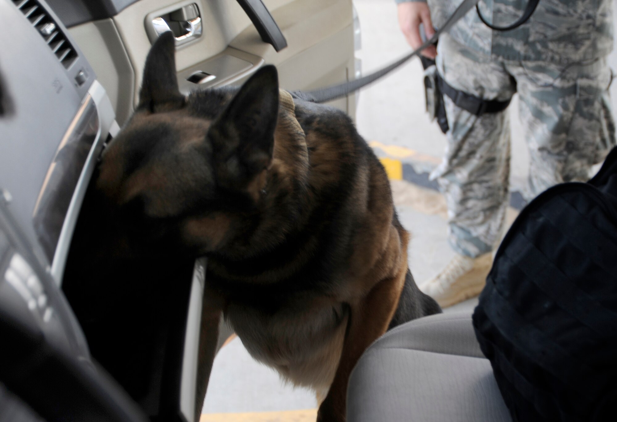 Staff. Sgt. Bradley Pousha, 386th Expeditionary Security Forces Squadron military working dog handler stands in the background while Lenin, 386th ESFS MWD searches the interior of a vehicle during their shift here, July 2.  Pousha and Lenin are checking all vehicles coming into the base for unauthorized contraband items.  Pousha and Lenin are both deployed out of Joint Base San Antonia, Texas.  (U.S. Air Force photo by Master Sgt. Christopher A. Campbell)