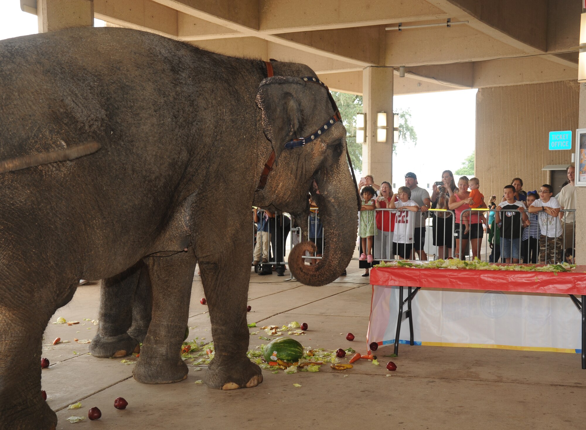 A Ringling Bros. and Barnum & Bailey elephant demonstrates to the crowd how he cracks open a watermelon to eat during an event July 3, 2013, at the Mississippi Coast Coliseum.  Members of Keesler deployed families were invited to participate in a walking parade with the elephants followed by a picnic.  (U.S. Air Force photo by Kemberly Groue)