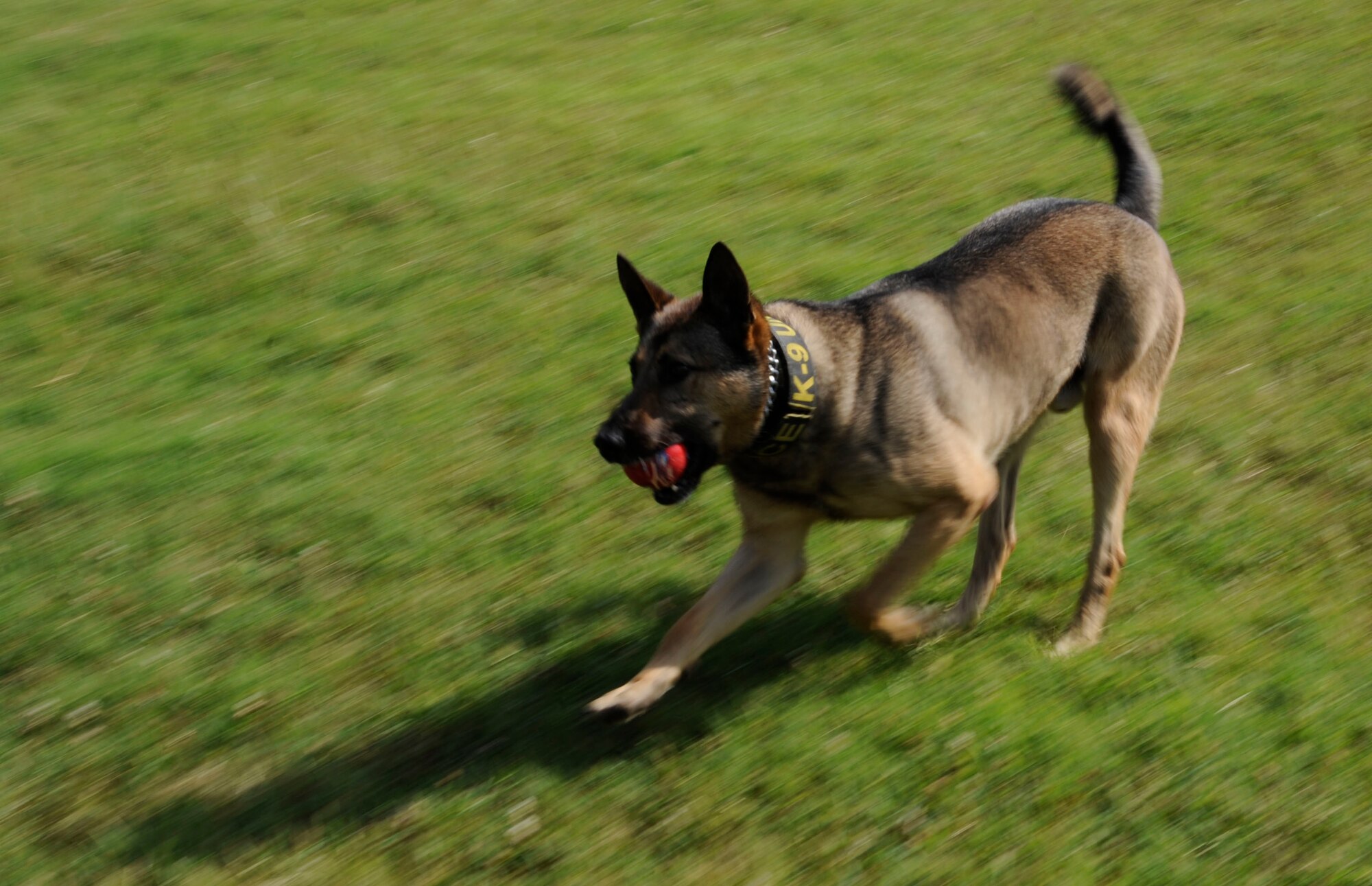 Caro, 2nd Security Forces Squadron military working dog, plays with a ball on Barksdale Air Force Base, La., July 8, 2013. The 2nd SFS assists local law enforcement agencies when there is a threat to public safety. (U.S. Air Force photo/Airman 1st Class Andrew Moua)