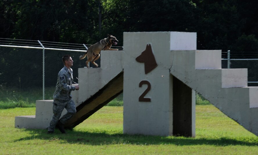 Staff Sgt. Jeremy Hammer, 2nd Security Forces Squadron military working dog handler, runs Caro, 2nd SFS MWD, through an obstacle course on Barksdale Air Force Base, La., July 8, 2013. MWDs are trained from a young age to sniff out drugs and explosives while accompanying Security Forces members on patrols. (U.S. Air Force photo/Airman 1st Class Andrew Moua)