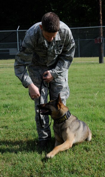 Staff Sgt. Jeremy Hammer, 2nd Security Forces Squadron military working dog handler, prepares Caro, a 2nd SFS MWD, for an obstacle course on Barksdale Air Force Base, La., July 8, 2013. MWDs aid Barksdale's mission of delivering precision munitions to the battlefield by providing an extra layer of protection and serve as a deterrent to potential enemies. (U.S. Air Force photo/Airman 1st Class Andrew Moua)