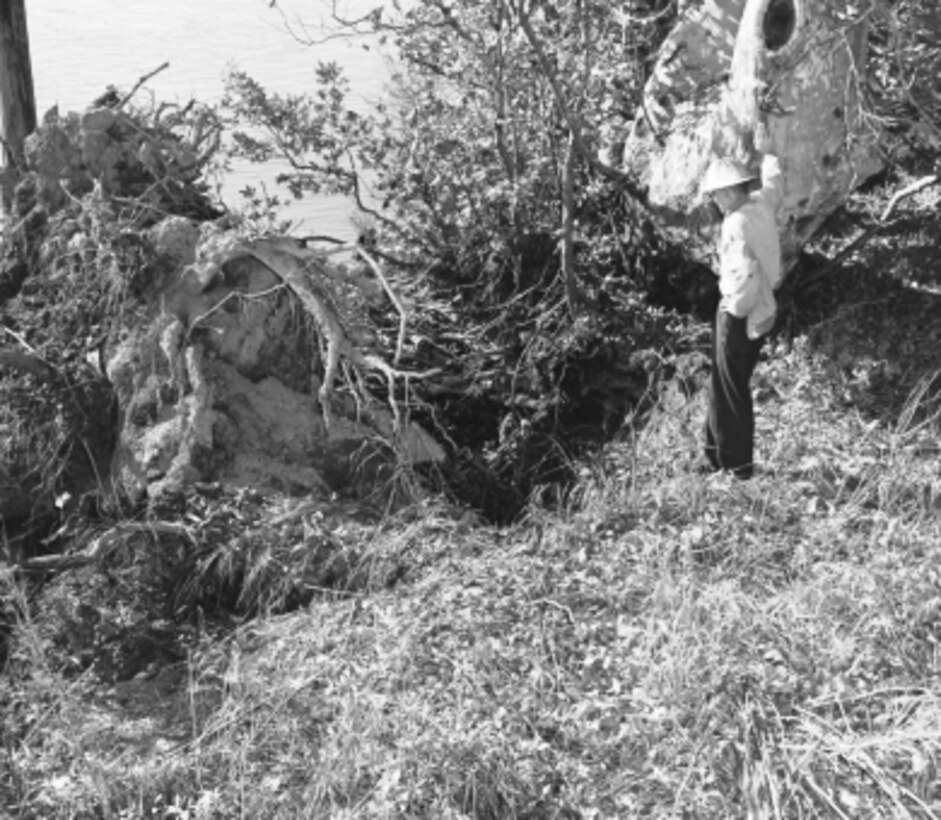 An historic photo of a toppled Sycamore tree on a Sacramento River levee near Clarksburg, Calif., shown in October 1962. An accompanying description reads: "Here the heavy fallen Sycamore is shown in relation to the levee it pulled out of and the river it fell into. Trunk is about the same size as the tree that still remains precariously upright."