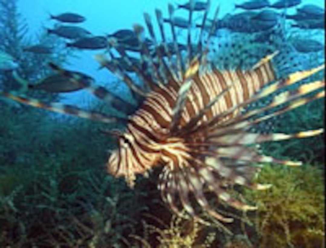 A red lionfish swims in the Atlantic Ocean. The aquarium trade is the most likely explanation for the invasion of the lionfish in the Atlantic Ocean. 