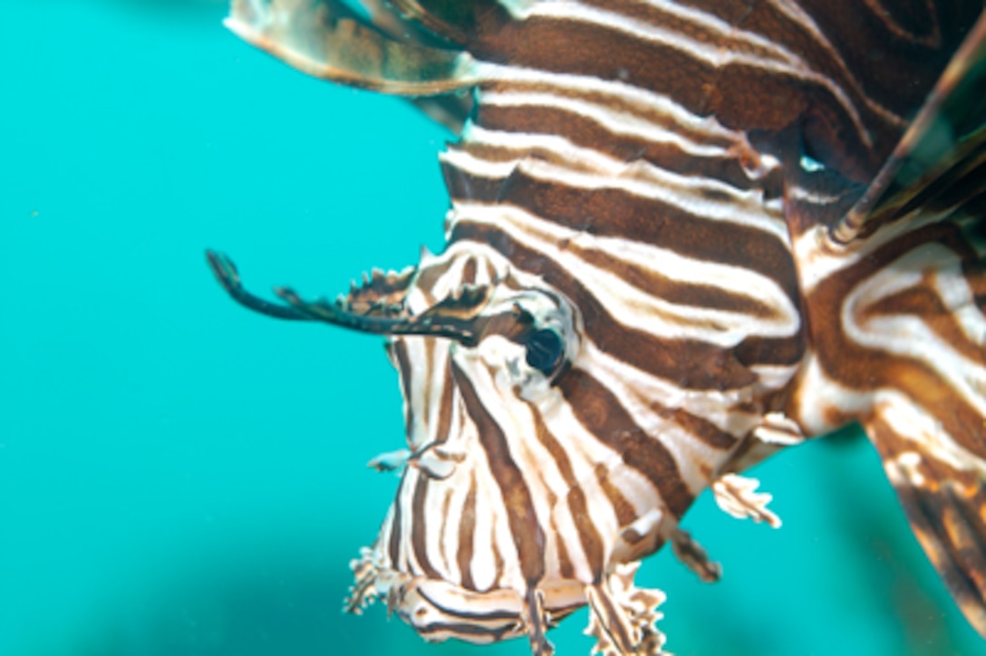 Lionfish were first reported off Florida’s Atlantic Coast in 1985, according to the Florida Fish and Wildlife Conservation Commission website. Lionfish can reach up to 22 inches in length and have a venomous spine that can cause painful wounds.