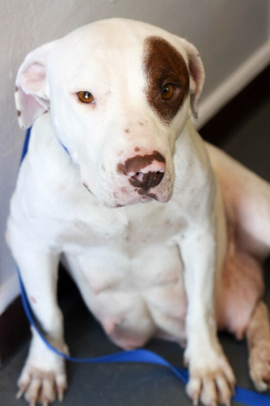 Paisley, a pit bull, will soon be available for adoption through the Hope Defined Animal Rescue organization established near Cannon Air Force Base, N.M., and the surrounding local areas.  After she had a litter of puppies in a local animal shelter, the organization took Paisley in and has been trying to find her a permanent home.  (Courtesy photo)