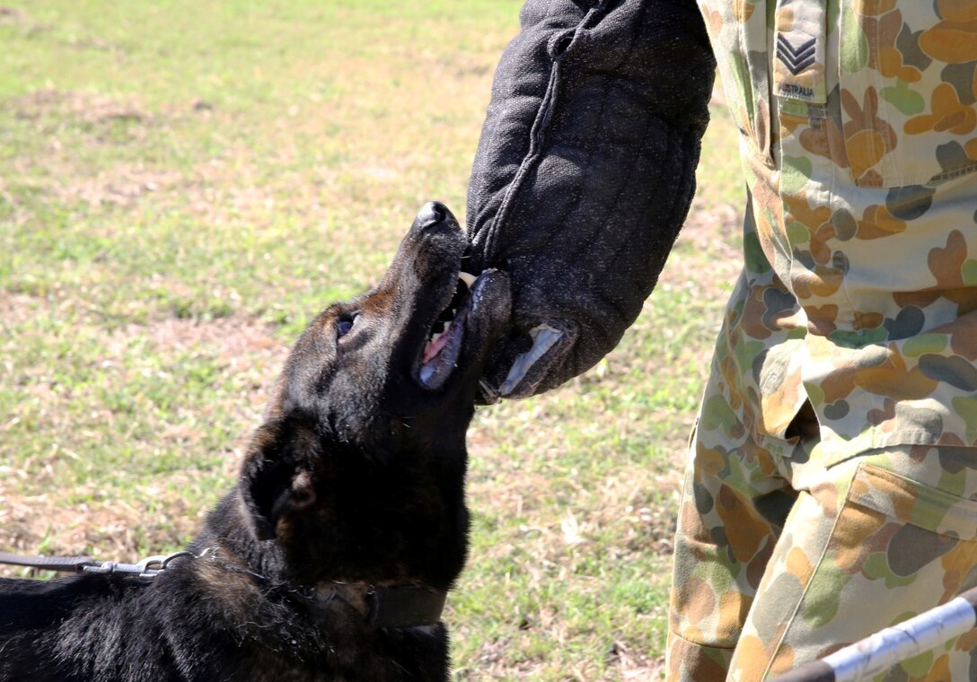 Australian Air Force Sgt. Rod Griffin, a dog handler assigned to 2nd Security Forces, holds a protective sleeve for his working dog, Ajax, during an attack drill at Rockhampton Airport, July 14. 2nd Security Forces plays a vital role in exercise Talisman Saber 2013 by providing airport security. More than 28,000 U.S. and Australian personnel are participating in the exercise, designed to enhance multilateral collaboration in support of combined operations, humanitarian emergencies and natural disasters. (U.S. Marine Corps photo by Cpl. James Gulliver/ RELEASED)
