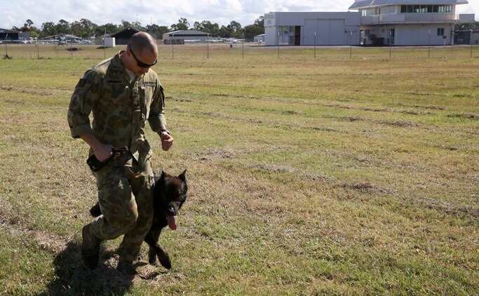 Australian Air Force Cpl. Douglas Marc, a dog handler assigned to 2nd Security Forces, runs with his dog, Ajax, while performing attack drills at Rockhampton Airport, July 14. 2nd Security Forces plays a vital role in exercise Talisman Saber 2013 by providing airport security. The biennial exercise enhances multilateral collaboration between U.S. and Australian forces in support of future combined operations, humanitarian emergencies and natural disasters. (U.S. Marine Corps photo by Cpl. James Gulliver/ RELEASED)