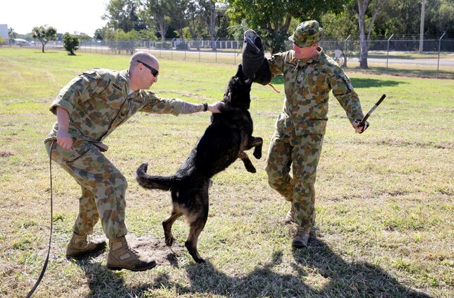 Australian Air Force Cpl. Douglas Marc (left), a dog handler assigned to 2nd Security Forces, guides his working dog, Ajax, to assault Sgt. Rod Griffin during an attack drill at Rockhampton Airport, July 14. 2nd Security Forces plays a vital role in exercise Talisman Saber 2013 by providing airport security. The biennial exercise enhances multilateral collaboration between U.S. and Australian forces in support of future combined operations, humanitarian emergencies and natural disasters.(U.S. Marine Corps photo by Cpl. James Gulliver/ RELEASED)