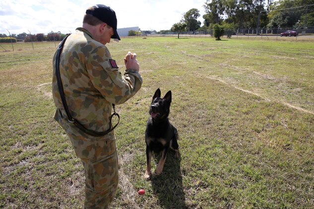 Australian Air Force Leading Aircraftman Lloyd Burbage, a dog handler assigned to 2nd Security Forces, plays catches with his working dog Khan after conducting attack drills at Rockhampton Airport, July 14. 2nd Security Forces plays a vital role in exercise Talisman Saber 2013 by providing airport security. The biennial exercise enhances multilateral collaboration between U.S. and Australian forces in support of future combined operations, humanitarian emergencies and natural disasters. (U.S. Marine Corps photo by Cpl. James Gulliver/ RELEASED)