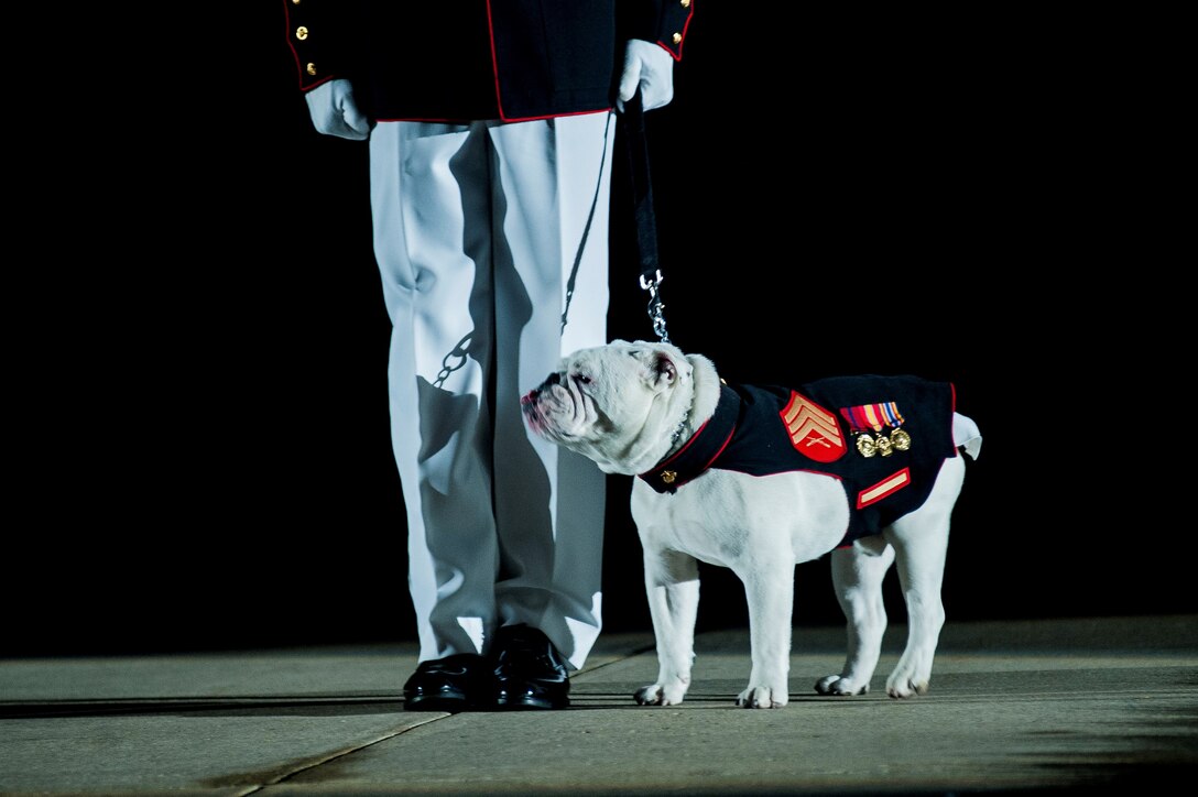 Sgt. Chesty XIIV, U.S. Marine Corps mascot, performs during a Friday Evening Parade at Marine Barracks Washington, D.C., July 12. (Official Marine Corps photo by Lance Cpl. Dan Hosack/Released) 