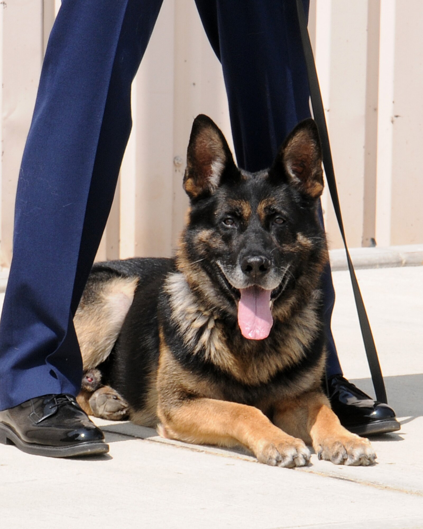 A military working dog from the 100th Security Forces Squadron rests under his handler’s shade during the 100th SFS change of command ceremony July 12, 2013, on RAF Mildenhall, England. The ceremony is a time-honored tradition which relinquishes command from one leader and passes it to his or her replacement. (U.S. Air Force photo by Gina Randall/Released)