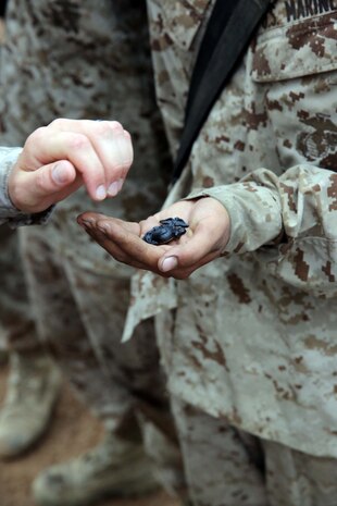 A new Marine of Company L, 3rd Recruit Training battalion, receives his Eagle, Globe and Anchor at Edson Range aboard Marine Corps Base Camp Pendleton Calif., July 11. Receiving the Marine Corps emblem is the moment the transformation from civilian to Marine is completed.