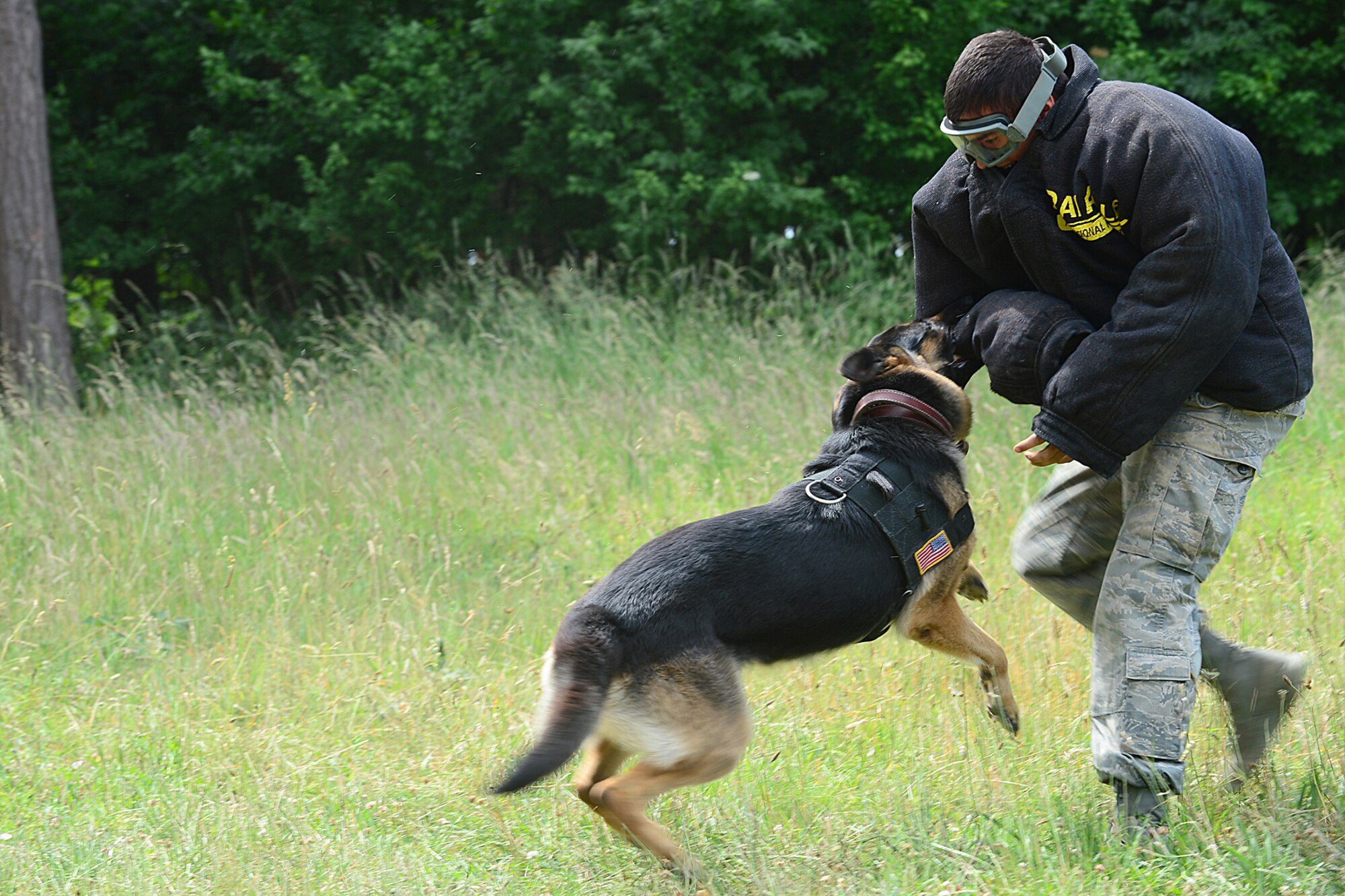 STANFORD TRAINING AREA, England – Staff Sgt. Sergio Hernandez, 48th Security Forces Squadron military working dog trainer, trains with Ayron, a 5-year-old German Shepherd MWD, during force-on-force training at the Stanford Training Area in Norfolk, July 11, 2013. Members from the 48th SFS conducted a three-day training exercise at STANTA, an area that offers a realistic environment to help train Airmen. Defenders from the 100th SFS, RAF Mildenhall, assisted this training by playing as opposing forces. (U.S. Air Force photo by Airman 1st Class Dana J. Butler)