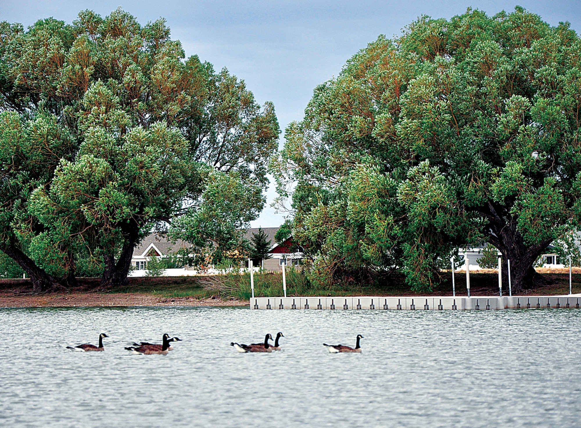 Geese swim in the South Pearson Lake, located north of Atlas Housing here. Visitors can canoe and fish in the lakes on base as long as they wear the proper protective equipment and have the correct fishing licensing. (U.S. Air Force photo by Senior Airman Mike Tryon)