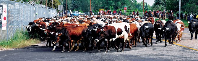 Five-hundred cattle make their final turn off Carey Avenue, Cheyenne, Wyo., into Frontier Park, Cheyenne Frontier Days grounds, after completing a five-mile trek south along Interstate-25 July 14, 2013. (U.S. Air Force photo by Airman 1st Class Brandon Valle)
