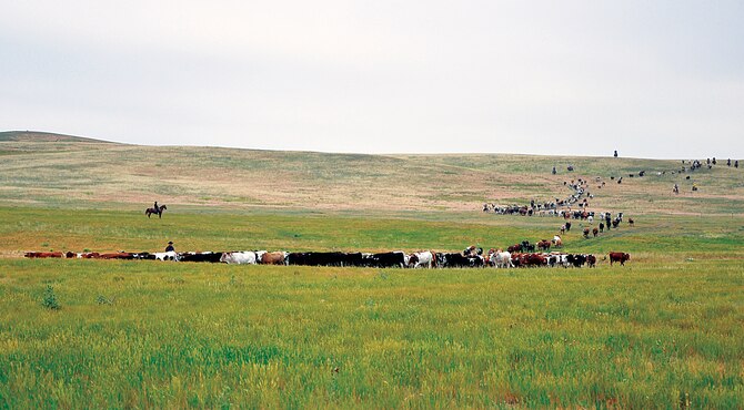 Nearly 500 head of cattle are being herded over the hill near Iron Mountain Road, Cheyenne, Wyo., into the foreground July 14, 2013, as cowboys ensure the steers are driven down the correct path. The annual cattle drive occurs the morning after the Coronation Ball and is one of the opening events of Cheyenne Frontier Days. (U.S. Air Force photo by Senior Airman Mike Tryon)