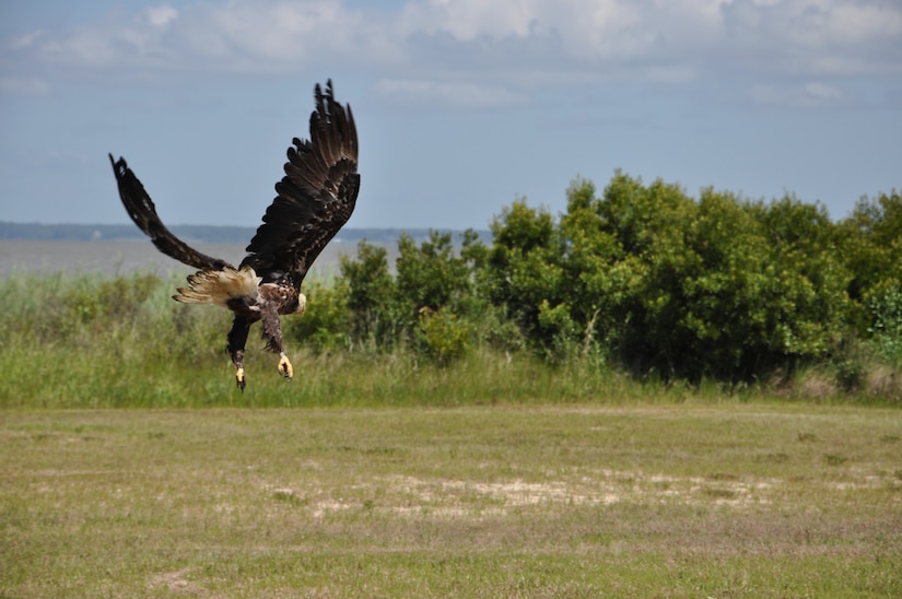 An eagle takes her first flight following rehabilitation on Fort Eustis, Va., June 22, 2013. The eagle was released back into her natural environment after spending more than a month unable to fly.  (U.S. Air Force photo by Tech. Sgt. April Wickes/Released)