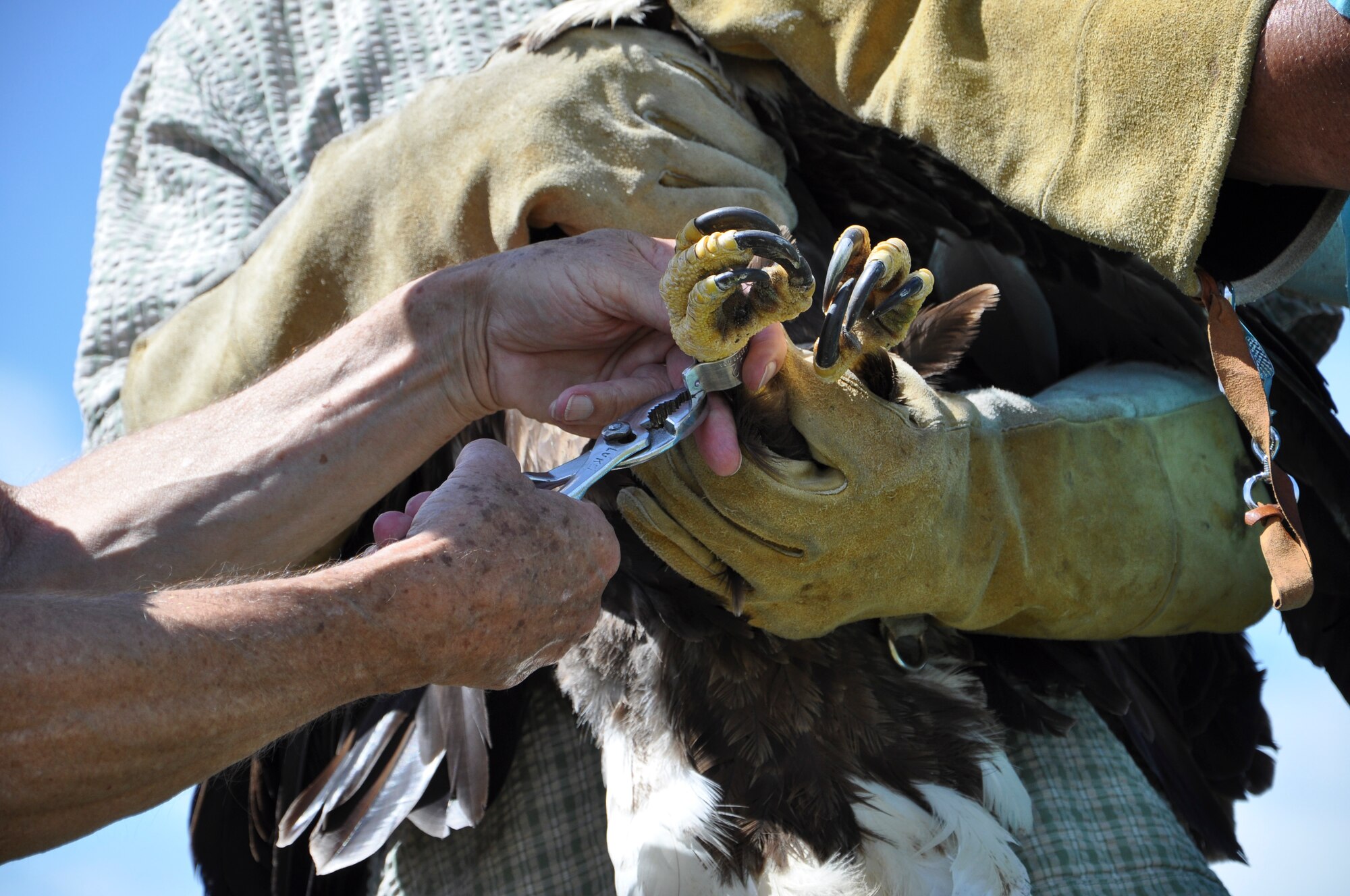 Reese Lukei Jr., a bird bander, places a band on a rehabilitated eagle at Fort Eustis, Va., June 22, 2013. The bands are primarily used to study and track the movement, survival and behavior of birds. (U.S. Air Force photo by Tech. Sgt. April Wickes/Released) 