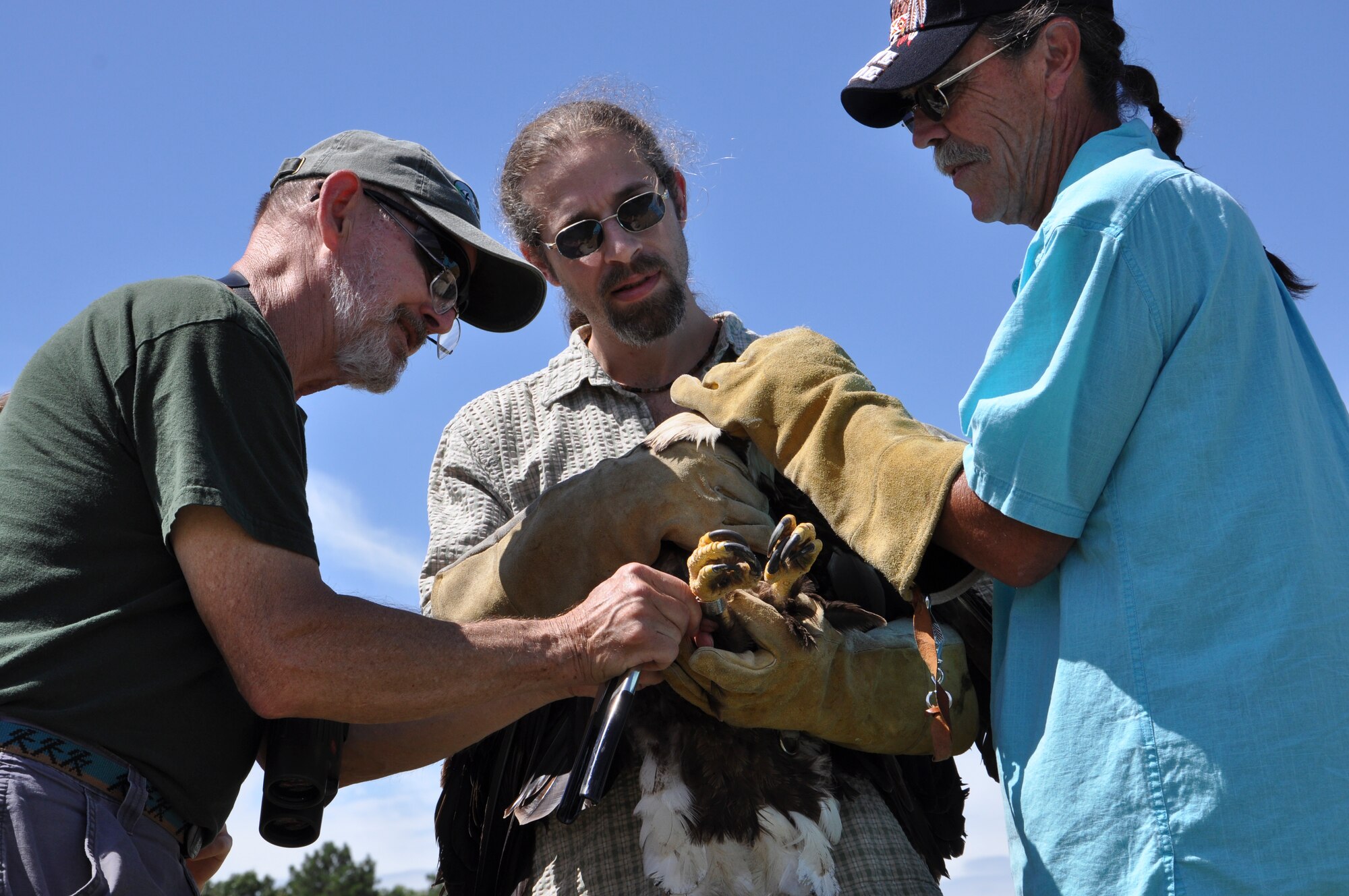 From left, Reese Lukei Jr., a bird bander, takes measurements of a female eagle while Dr. Tony Poutous, veterinarian, and James Beamer, wildlife rehabilitator, hold her at Fort Eustis, Va., June 22, 2013. The eagle was caught in May and placed in Beamer and his wife Pearl’s care for rehabilitation. (U.S. Air Force photo by Tech. Sgt. April Wickes/Released)