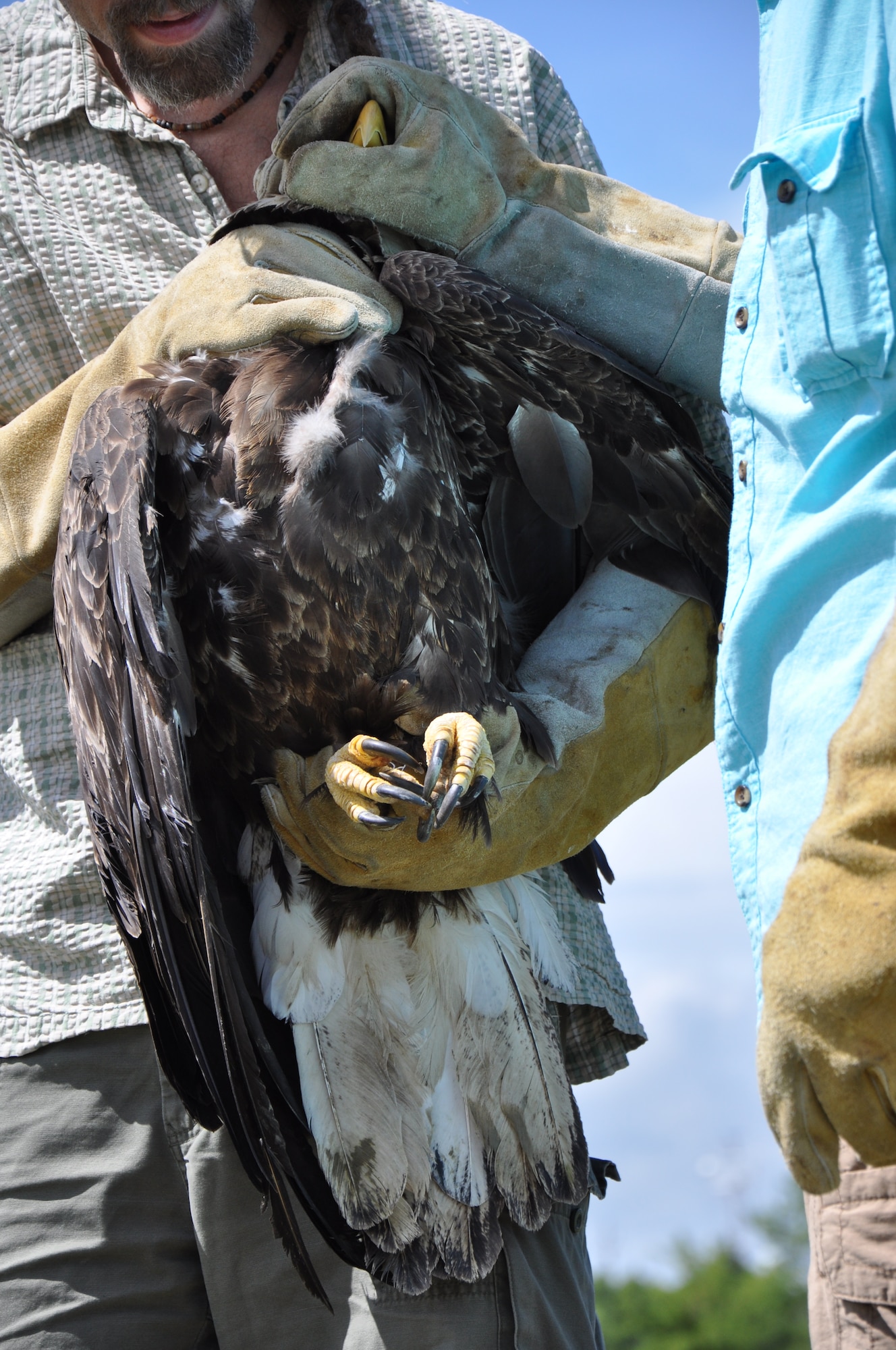 Dr. Tony Poutous, veterinarian, and James Beamer, wildlife rehabilitator, hold an eagle so she can receive identification bands at Fort Eustis, Va., June 22, 2013. The bands are used to provide information on flight patterns and where the eagle came from.  (U.S. Air Force photo by Tech. Sgt. April Wickes/Released)
