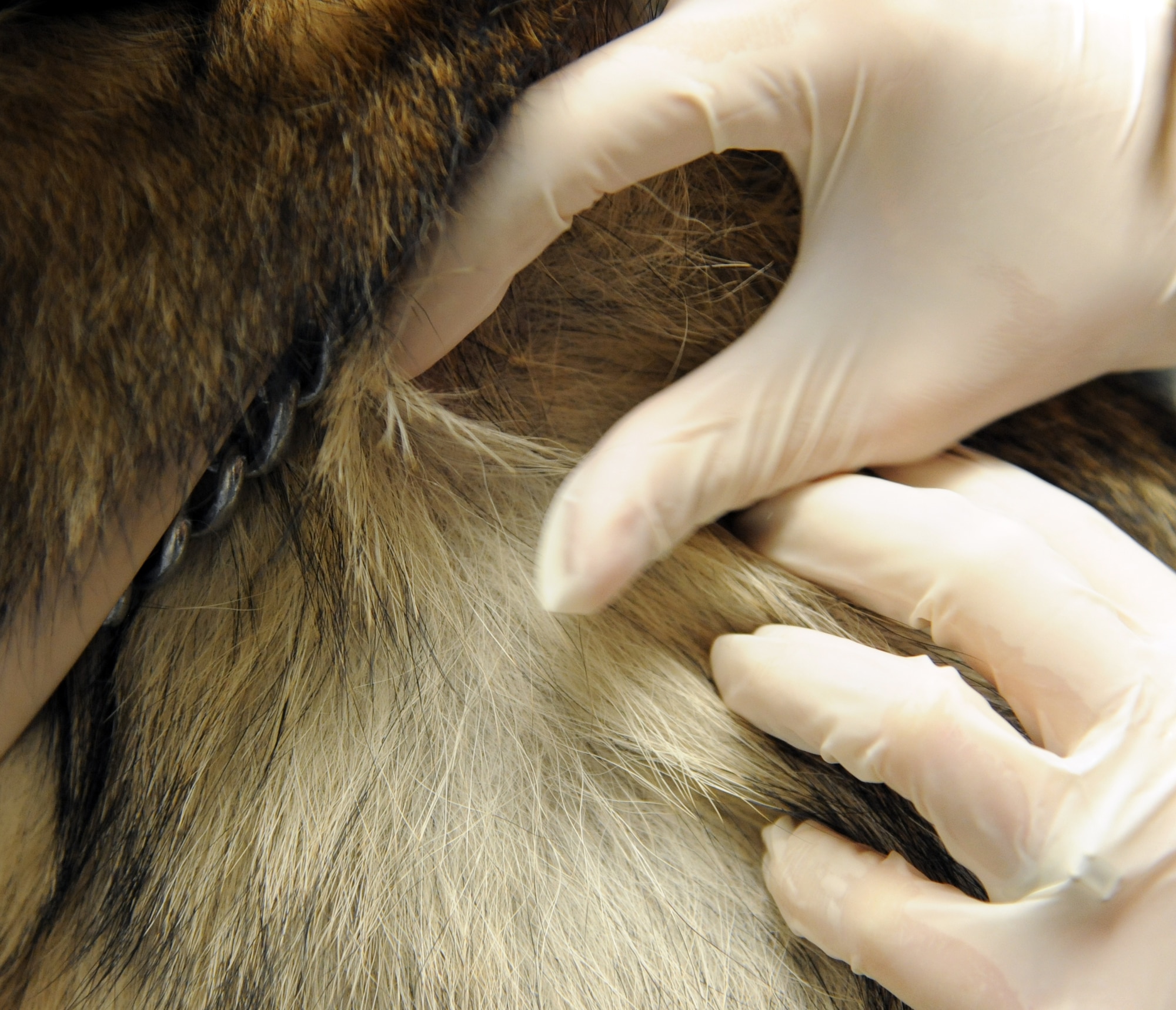 Joanna Kuecker, Army Public Health Command District-Carson veterinarian, examines the skin of Norbo, a 509th Security Forces Squadron military working dog, at Whiteman Air Force Base, Mo., July 3, 2013. Norbo is on medication to control allergies. (U.S. Air Force photo by Airman 1st Class Shelby R. Orozco/Released)