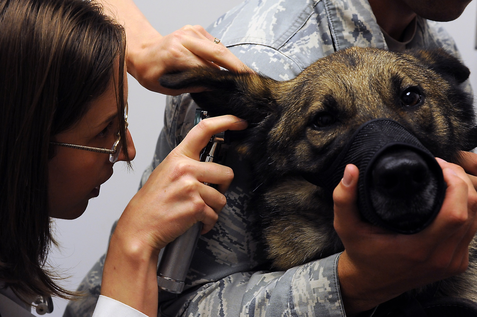 Joanna Kuecker, Army Public Health Command District-Carson veterinarian, examines the ear of Norbo, a 509th Security Forces Squadron military working dog, at Whiteman Air Force Base, Mo., July 3, 2013. Norbo is a narcotics and patrol dog who suffers from allergies. (U.S. Air Force photo by Airman 1st Class Shelby R. Orozco/Released)