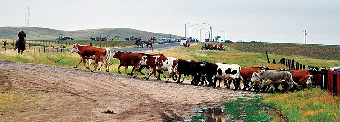 Bulls are steered out of the valley and onto Iron Mountain Road July 14, 2013, as they begin their five-mile journey to the Cheyenne Frontier Days arena, Frontier Park, Cheyenne, Wyo. Once the cattle approach Interstate-25, they are driven down the frontage road. (U.S. Air Force photo by Senior Airman Mike Tryon)