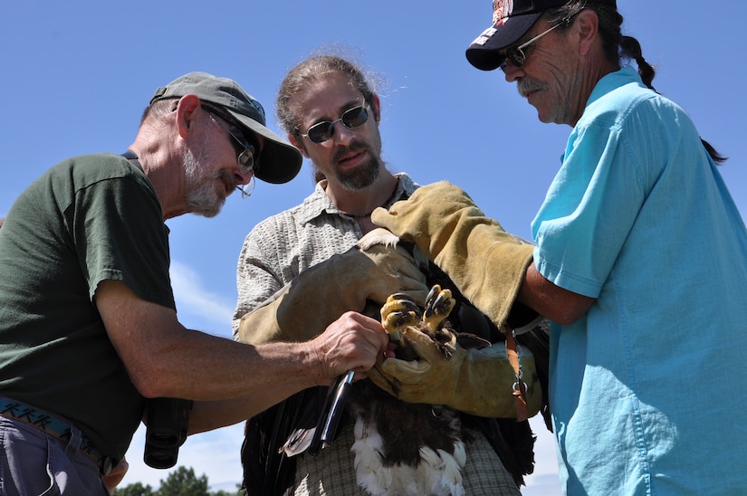 From left, Reese Lukei Jr., a bird bander, takes measurements of a female eagle while Dr. Tony Poutous, veterinarian, and James Beamer, wildlife rehabilitator, hold her at Fort Eustis, Va., June 22, 2013. The eagle was caught in May and placed in Beamer and his wife Pearl’s care for rehabilitation. (U.S. Air Force photo by Tech. Sgt. April Wickes/Released)