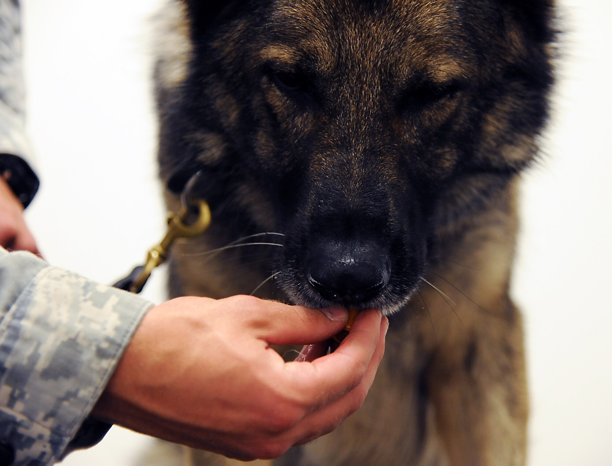 Norbo, a 509th Security Forces Squadron military working dog, eats a treat upon finishing his routine checkup at Whiteman Air Force Base, Mo., July 3, 2013. Norbo suffers from allergies and receives his daily medication from his handler. (U.S. Air Force photo by Airman 1st Class Shelby R. Orozco/Released)